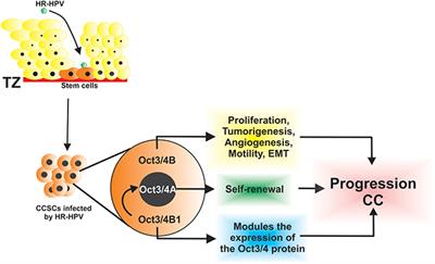 Frontiers Role Of Oct3 4 In Cervical Cancer Tumorigenesis Oncology